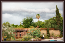 Backyard...